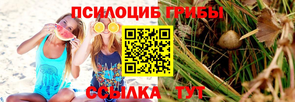 Псилоцибиновые грибы Psilocybe Шуя